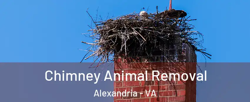 Chimney Animal Removal Alexandria - VA