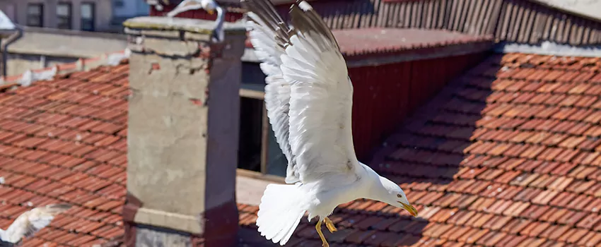 Residential Chimney Animal Removal Solution in Alexandria, VA